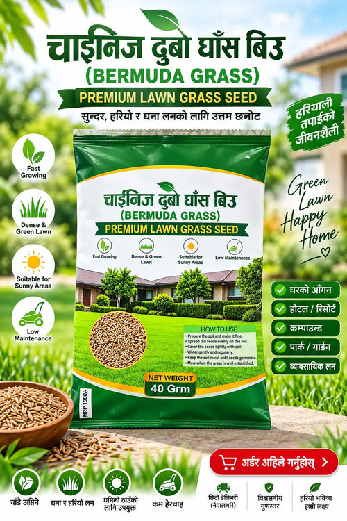 Chinese Bermuda Grass Seed – Premium Lawn Grass Seed Orinz store
