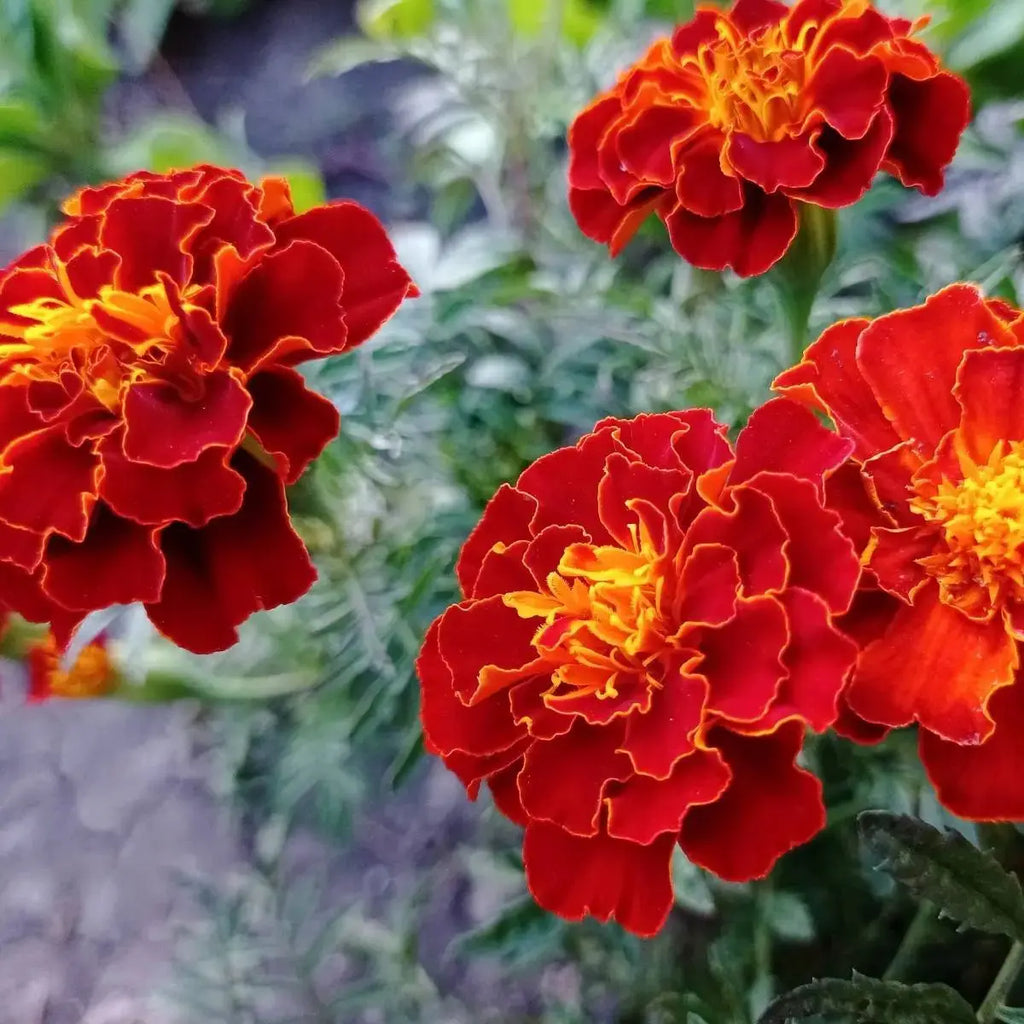 Marigold Select Hybrids