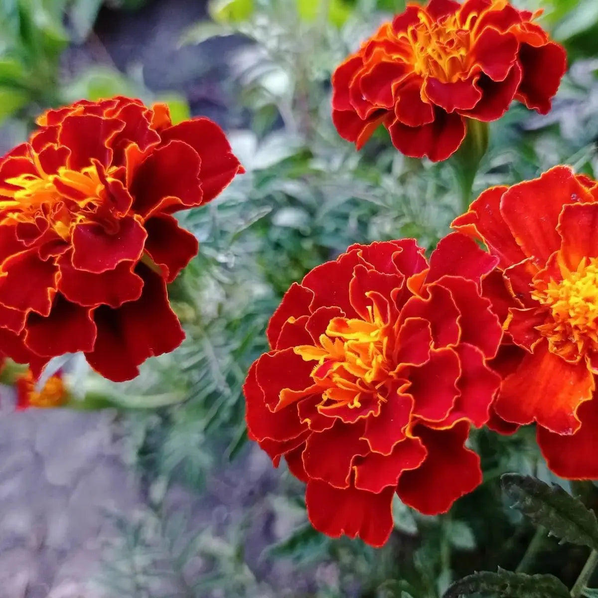 Marigold Select Hybrids