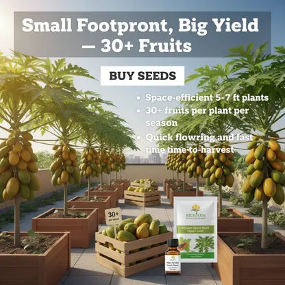 50 Seeds - Big Harvest, Small Space: Premium Hybrid Dwarf Papaya Seeds 🥭+ Plant Growth Supplement Free