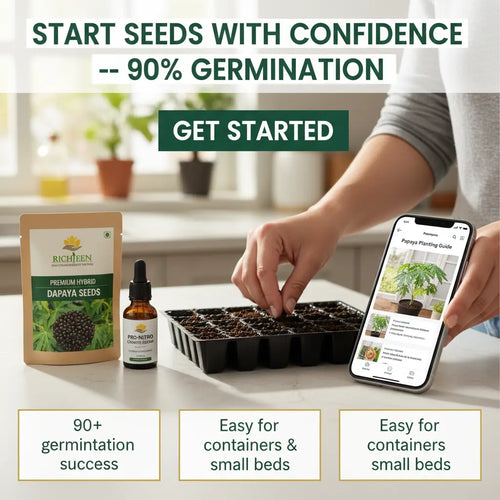 50 Seeds - Big Harvest, Small Space: Premium Hybrid Dwarf Papaya Seeds 🥭+ Plant Growth Supplement Free